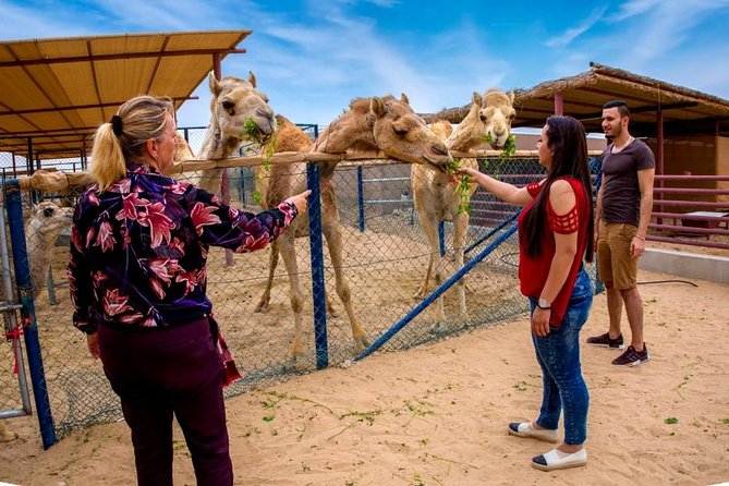 Dubai Desert Camel Farm