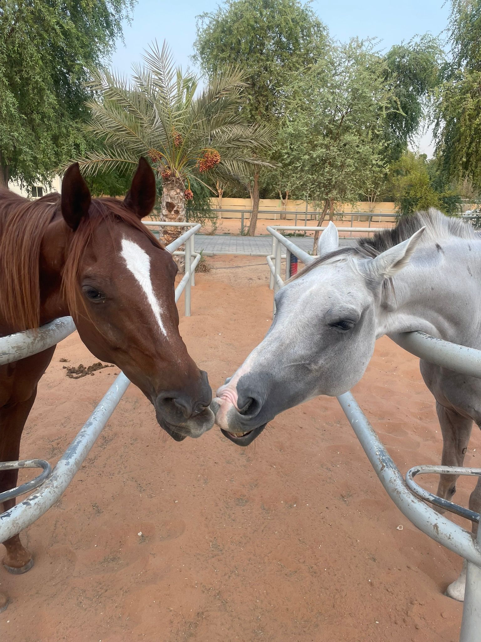  Dubai Desert Al Marmoom Desert Reserve 1