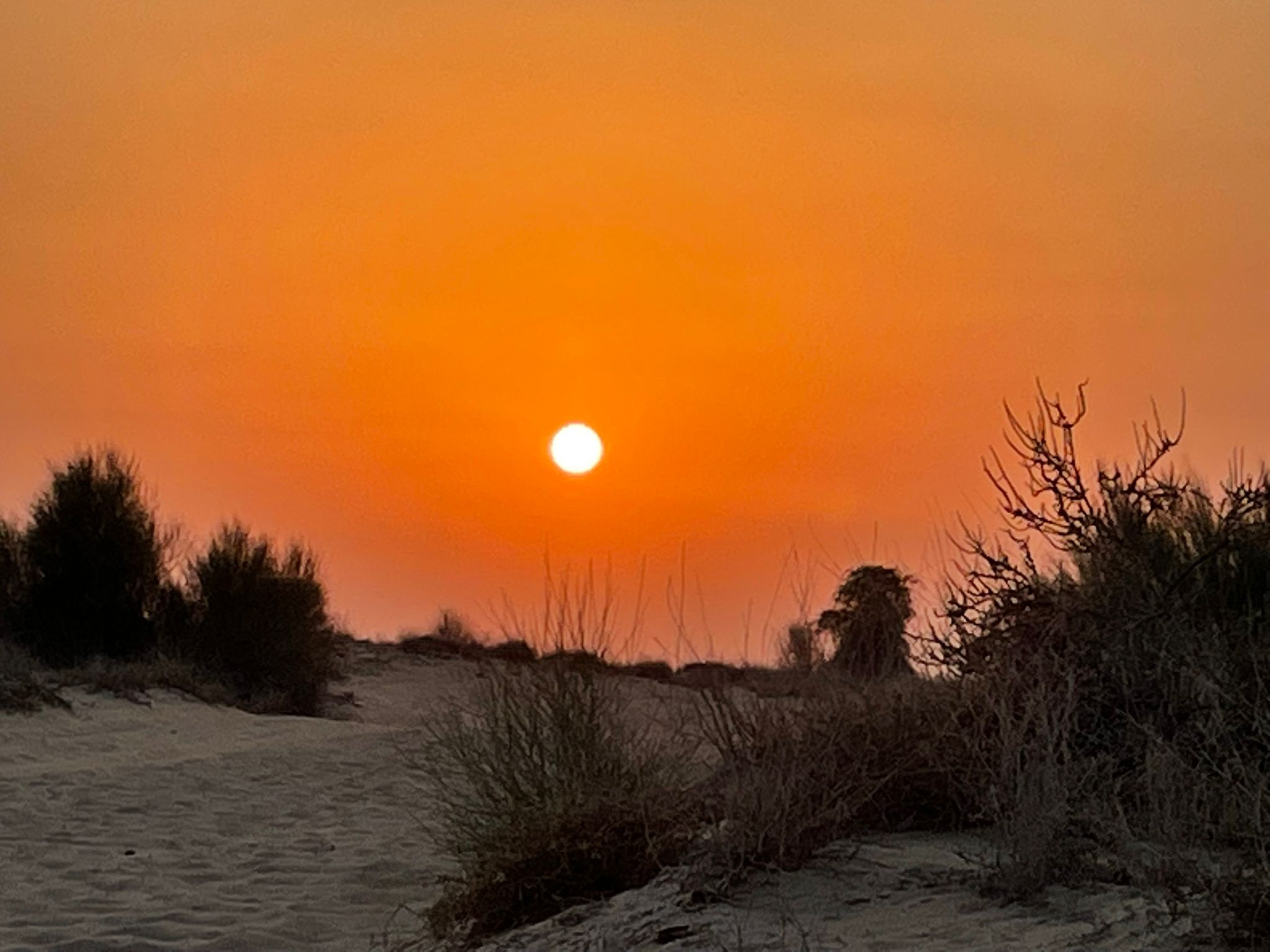  Dubai Desert Al Marmoom Desert Reserve 2